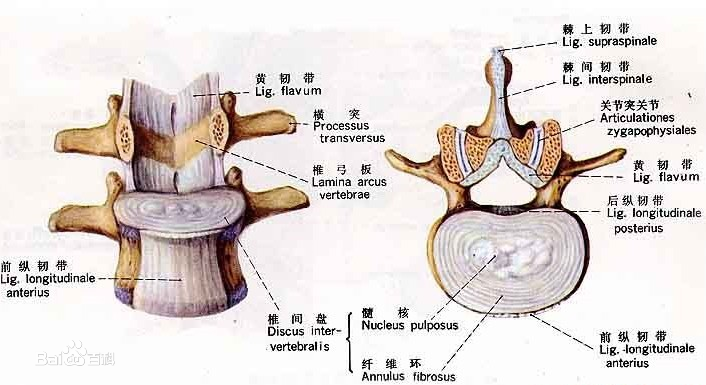 颈椎间盘结构