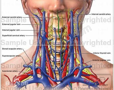 颈椎骨供血图