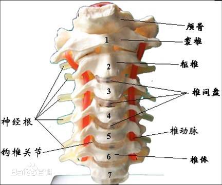 颈椎结构图