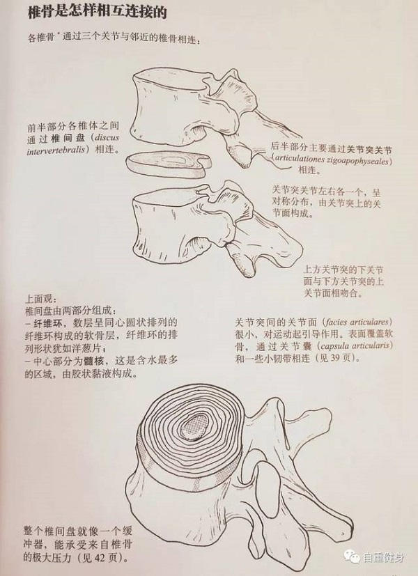 脊柱椎间盘连接图