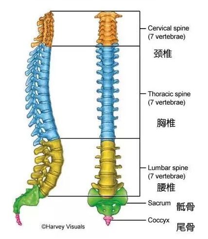 脊椎健康图示